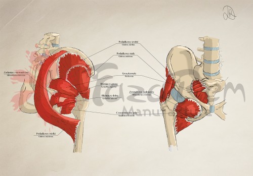 Tablica B1 biodro - pogladowe.jpg