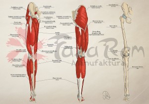 Tablica anatomiczna plakat - Kończyna dolna