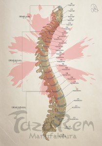 Tablica anatomiczna plakat - Kręgosłup