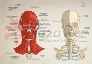 Tablica anatomiczna plakat - Głowa