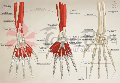 Tablica B1 dlon - pogladowe.jpg