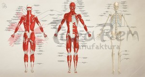 Tablica anatomiczna plakat - Całe ciało