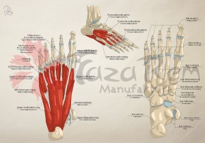 Tablica anatomiczna plakat - Stopa